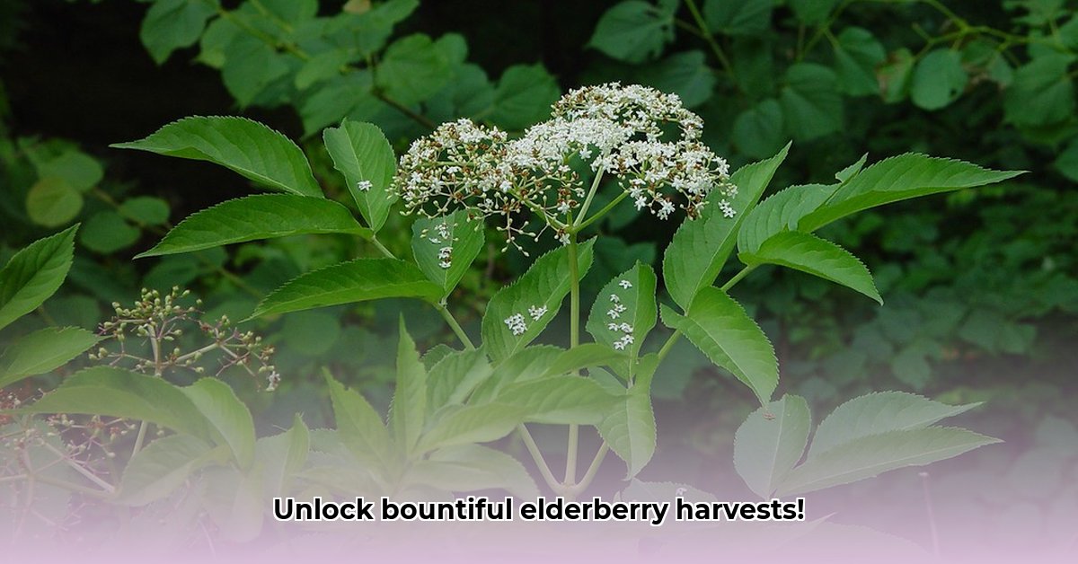 wat-is-de-nederlandse-naam-voor-de-sambucus-nigra